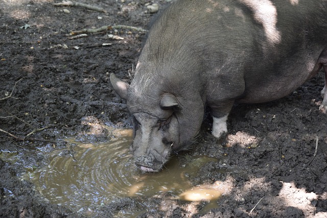 17岁273天，卡尔是拜仁队史德甲单场传射建功最年轻的球员