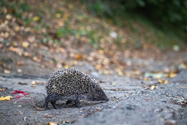 官方：贝西克塔斯声明炮轰裁判，敦促足协尽快处罚黑哨